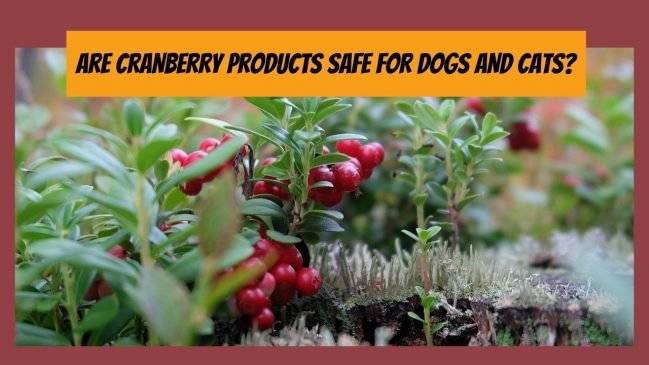 are cranberry products safe for your cats and dogs